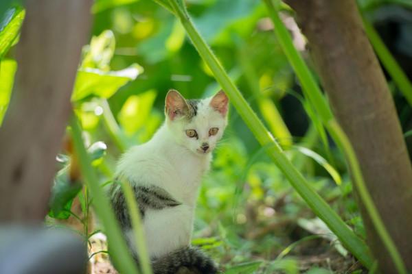 農村戶口與城市戶口的貓狗們的畜生