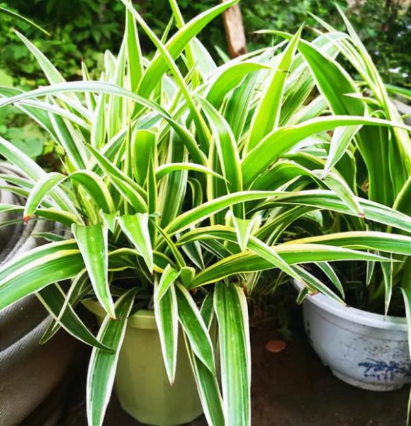 5種花“太貪吃”，不施肥，不換盆，很難養好