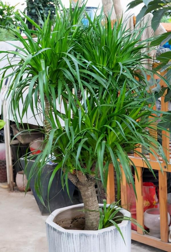 7種大型花，號稱“死不了”，看著很霸氣，還能吸廢氣，值得養