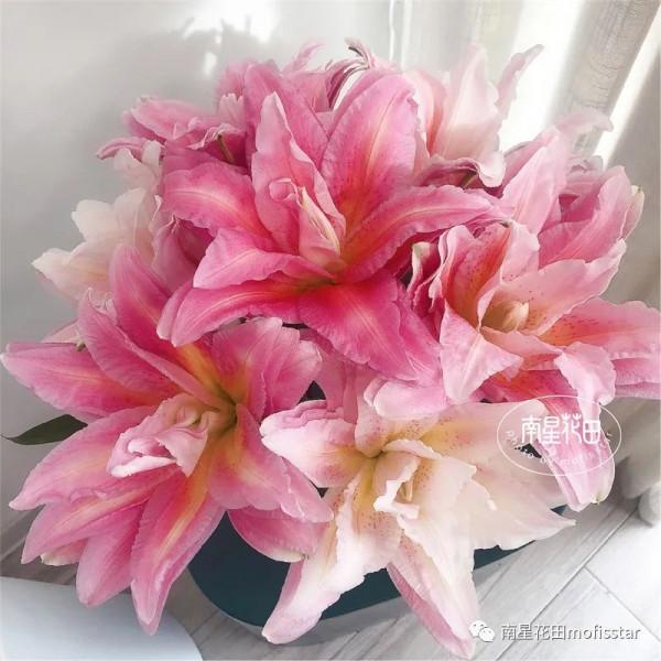 伊蒂莎重瓣百合 · 藥草甜香 伊蒂莎重瓣百合 · 藥草甜香