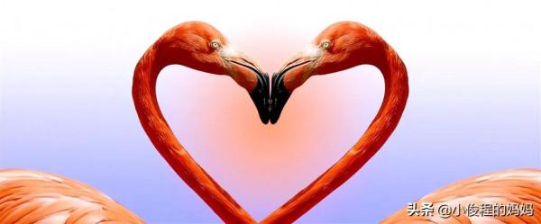 分享——火烈鳥