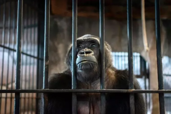 被囚禁水泥牢籠38年,一隻眼睛含淚的猩猩,成了無數人心中的痛 被囚禁水泥牢籠38年,一隻眼睛含淚的猩猩,成了無數人心中的痛