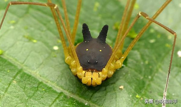 毒蜘蛛-五毒之——蜘蛛毒液,你應該瞭解的毒性知識(一)習性篇 毒蜘蛛-五毒之——蜘蛛毒液,你應該瞭解的毒性知識(一)習性篇