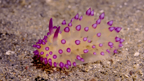 可愛呆萌的海兔，美出天際的海兔——海兔大全