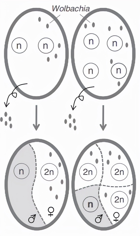";價值百萬";的陰陽蝶?身體竟一半是雌性,一半是雄性…… ";價值百萬";的陰陽蝶?身體竟一半是雌性,一半是雄性……