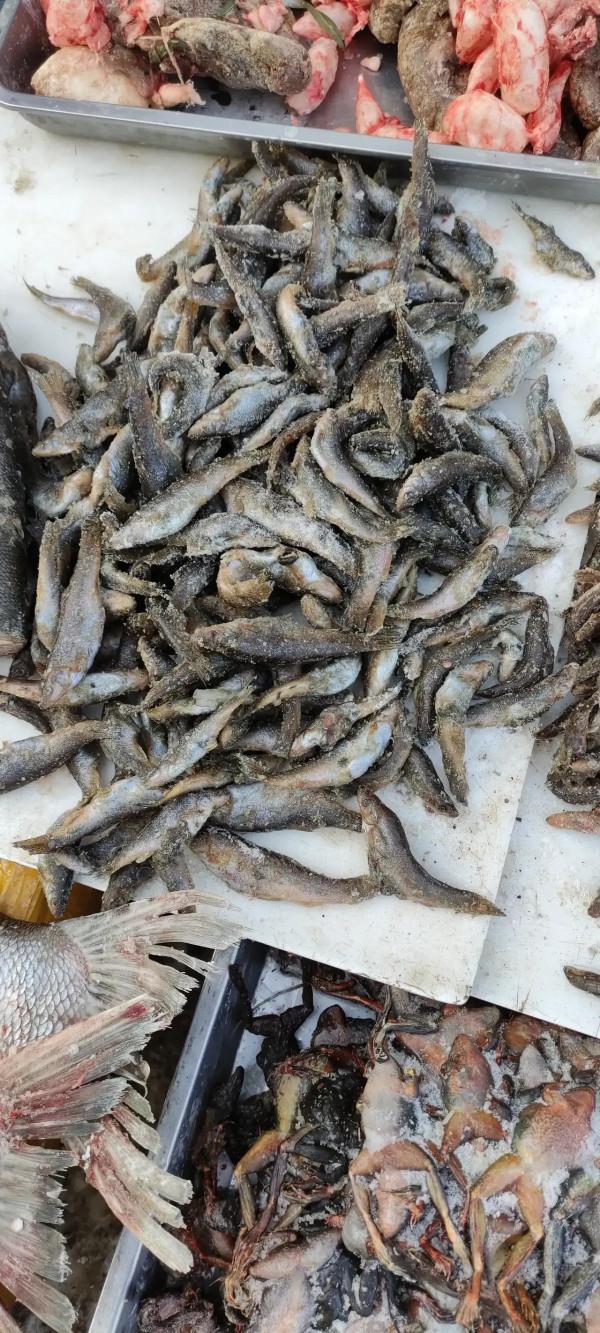 已經被國家所承認，列為水產養殖了