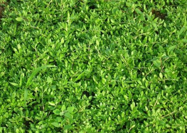 5種適合院子裡種的鋪地植物，種出來比草坪還好看