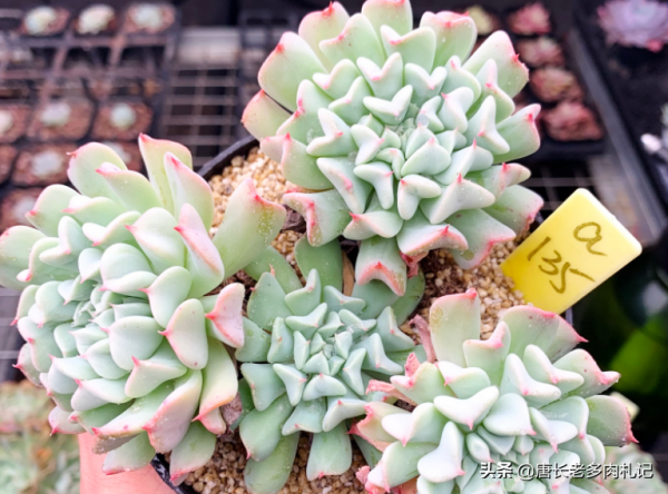 歷盡千帆,歸來仍是少年——多肉飛行少年葉形奇特,名字也很拉風 歷盡千帆,歸來仍是少年——多肉飛行少年葉形奇特,名字也很拉風