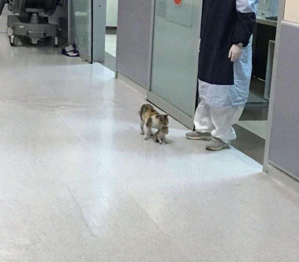 貓媽叼著娃衝入醫院看“急診”，醫護把它包圍著問診，好有愛