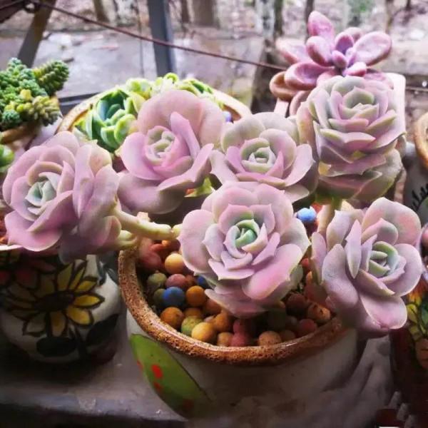 分享圖片，可愛的多肉們，收藏了