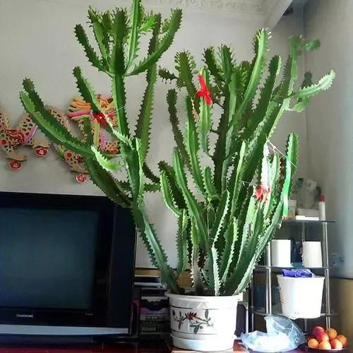 分享圖片五種長得醜但&OpenCurlyDoubleQuote;旺家宅&rdquo;的花