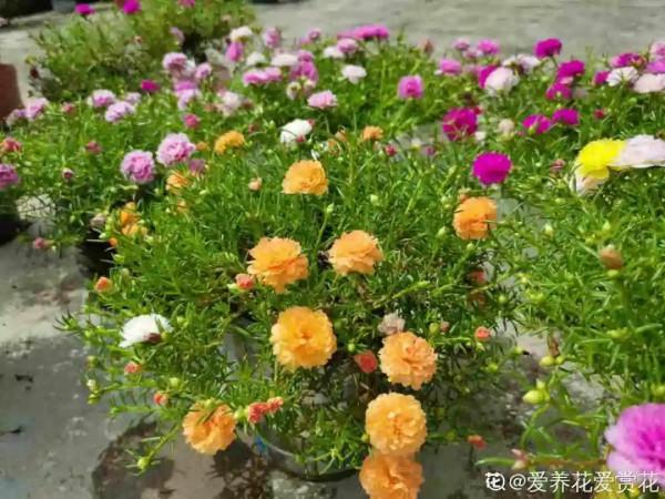 高溫環境下養花,要選對品種,可以試試這6種 高溫環境下養花,要選對品種,可以試試這6種