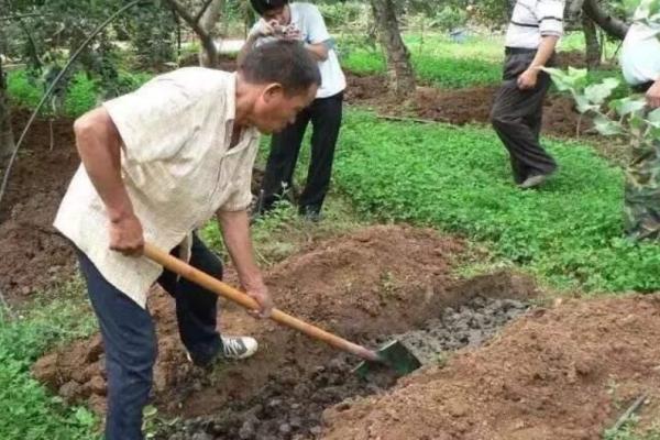 果樹秋肥施不對，花錢又受罪，如何科學合理地秋施基肥？