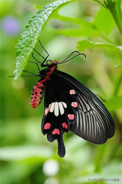 漂亮的蝴蝶色彩斑斕，惹人喜歡啊！請欣賞點評