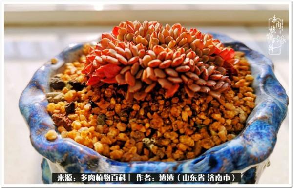 一個不稱職90後的闡述：何以解憂？唯有多肉