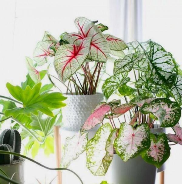 天生“怕曬”的7種花，曬太陽容易黃葉，放陰涼地反而綠油油的