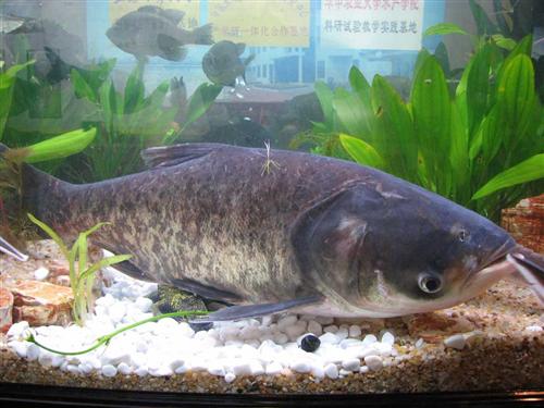 有個15畝魚塘水深2米養魚,你選擇外出打工、還是在家裡養魚好? 有個15畝魚塘水深2米養魚,你選擇外出打工、還是在家裡養魚好?