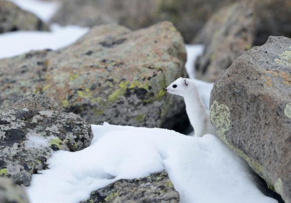 看這些野生動物的冬日“換裝”秀