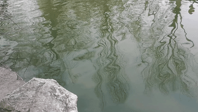 明湖閒寄，時光正遠