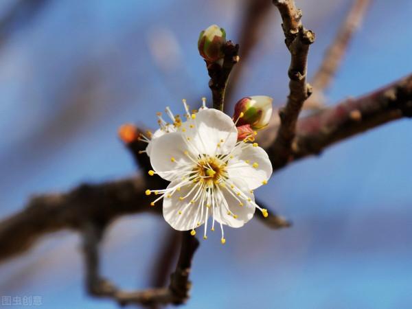 7月，這些花草開始“坐胎”，能不能變“孕婦”，養護很關鍵