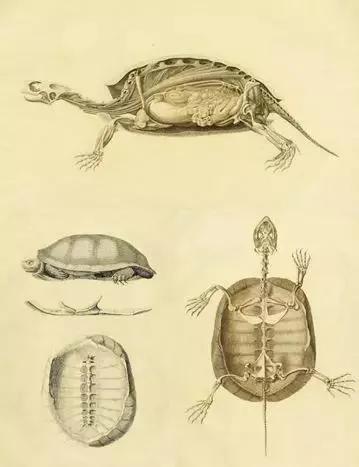 養龜小知識（所有圖片均來源於網路和）