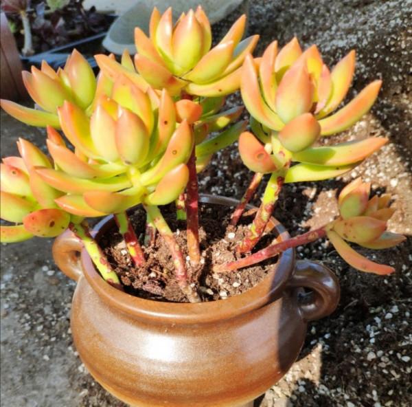 能耐寒的6種多肉，放外面“凍一凍”，色澤更鮮豔