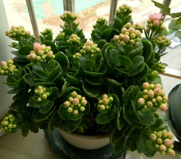 買到長壽花小苗，不要讓它開花，做好這幾步，讓它花量“翻幾倍”