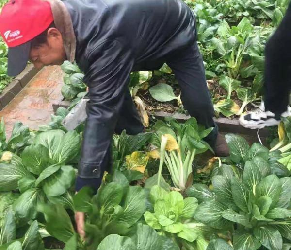 衢州農民建“一米菜園”5畝地巧賺20萬,如何規劃成亮點,不簡單 衢州農民建“一米菜園”5畝地巧賺20萬,如何規劃成亮點,不簡單