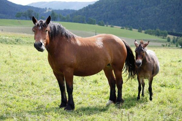 馬看上去處處比驢強，為何至今無法取代驢？驢到底有何特殊能力？
