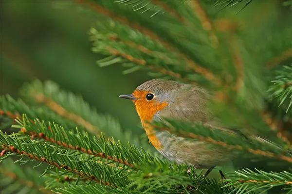 分享圖片——知更鳥（上帝之鳥）