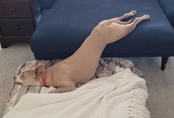 那些擁有太陽般氣質的動物們,看它們一眼就能讓你開心一整天 那些擁有太陽般氣質的動物們,看它們一眼就能讓你開心一整天