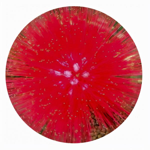 合歡花綻妍 合歡花綻妍