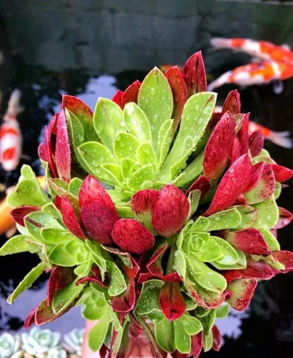 4年時間，靠一腔熱誠打造多肉花園