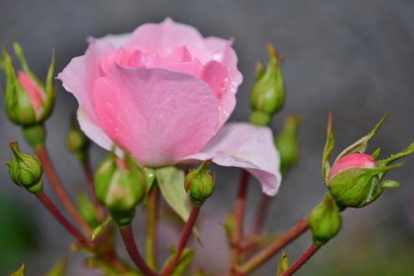 11.15-21十二星座事業運勢，雙子工作推進快，射手不斷累積收穫