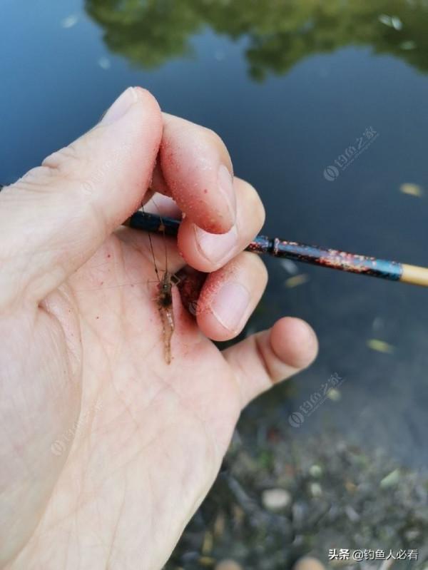 那個釣蝦仔又來了，順便開光新做的小物竿