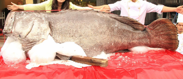海上高爾夫：我帶了20個人出國釣了趟魚，其中19個就此上癮
