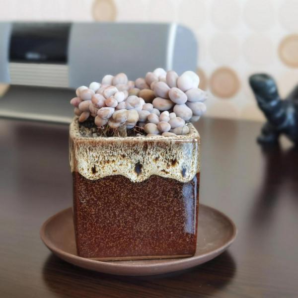 曬曬家裡的小綠植