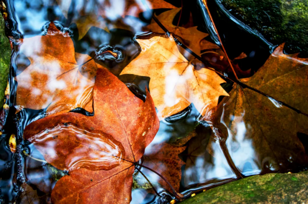 梅子的“最高境界”，是老祖宗的“護咽法寶”