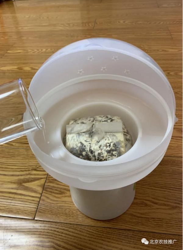 孩子放假了,在家養蘑菇試試? 孩子放假了,在家養蘑菇試試?