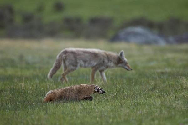 “狼狽為奸”中的狽,究竟是什麼生物?看完你就知道了 “狼狽為奸”中的狽,究竟是什麼生物?看完你就知道了