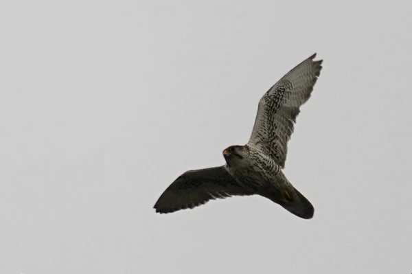 前方高萌！海淀竟有超多“神奇生物”出沒……