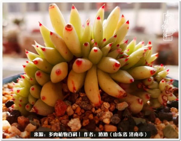 一個不稱職90後的闡述：何以解憂？唯有多肉