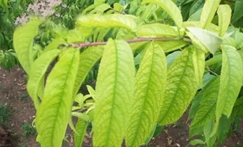 鐵在作物中有哪些作用