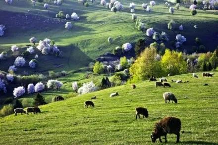 分享圖片——新疆那拉提草原