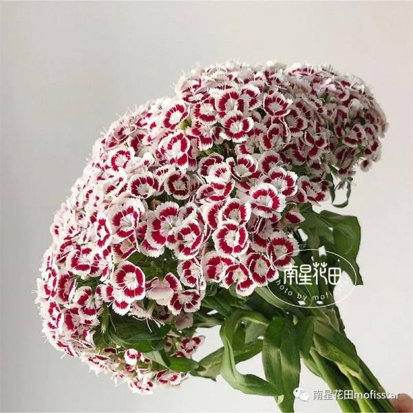 迷蝶香妃石竹梅 · 團花如雲