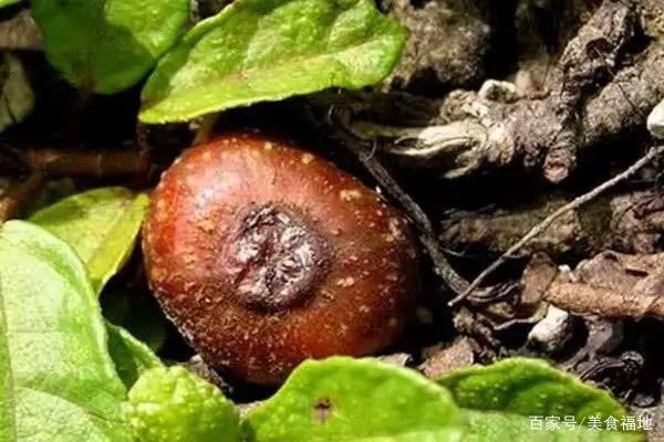 聞所未聞的雲南土著水果!你能認出幾種?一起來挑戰一下 聞所未聞的雲南土著水果!你能認出幾種?一起來挑戰一下