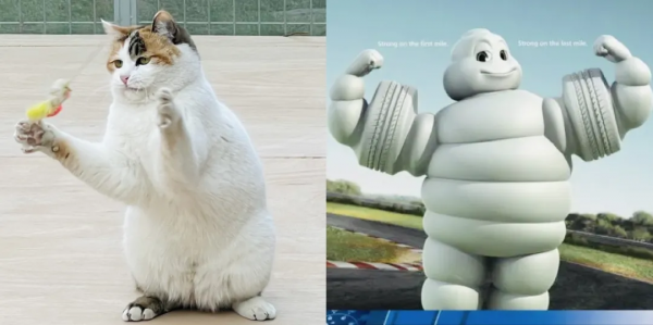 小貓咪的名字真的不能亂起