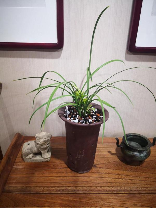 春蘭餘蝴蝶