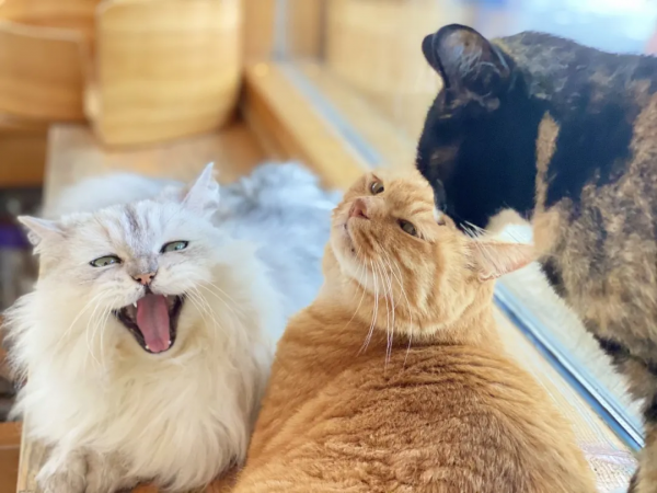 秋天的第一波兒狗糧,受著吧你 秋天的第一波兒狗糧,受著吧你