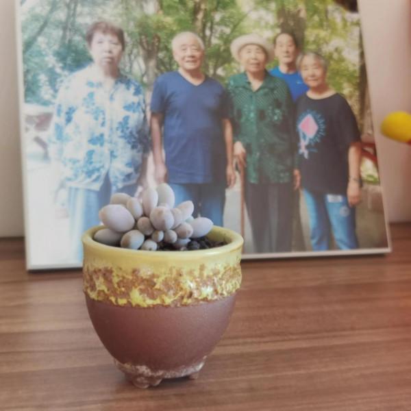 曬曬家裡的小綠植